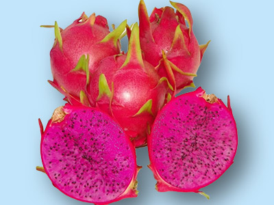 Pitaya Purple Haze
